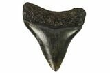 Juvenile Megalodon Tooth - Georgia #115707-1